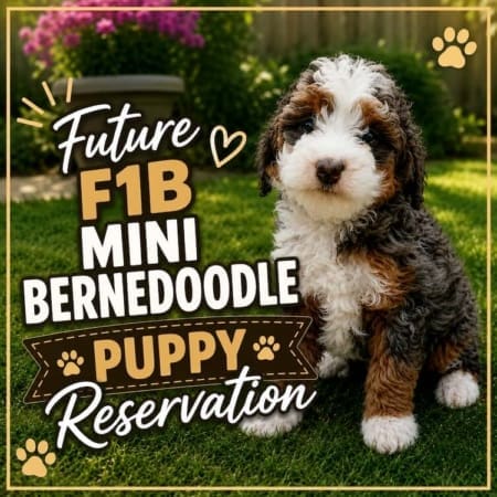 F1B Mini Bernedoodle Puppies