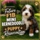 F1B Mini Bernedoodle Puppies