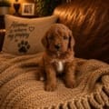 micro mini goldendoodle puppy