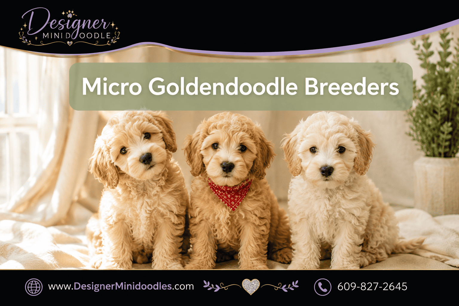 micro golden doodle breeders Louisiana
