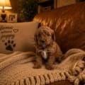 micro goldendoodle breeders near me