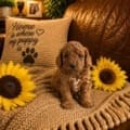 micro goldendoodle for sale