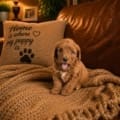 micro goldendoodle puppies nearby