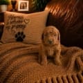 micro goldendoodle puppy