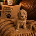micro mini goldendoodle