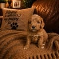 micro mini goldendoodles for sale nearby