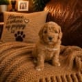 micro mini goldendoodle