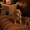 micro mini goldendoodle