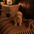 micro mini goldendoodle