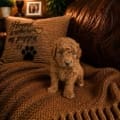 micro mini goldendoodle nearby