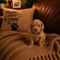 micro mnini goldendoodle puppies