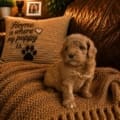 micro mini goldendoodle puppies nearby