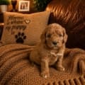 micro mini goldendoodle puppy