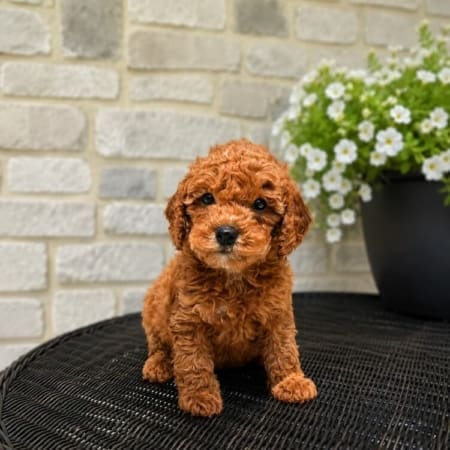 micro mini goldendoodle puppies