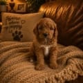 MICRO mini goldendoodles for sale