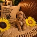 micro mini goldendoodles for sale