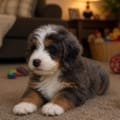 mini bernedoodle puppies Florida