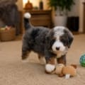 mini bernedoodle puppies for sale