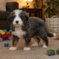miniature bernedoodle