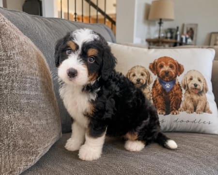 mini bernedoodle puppy for sale