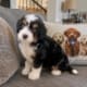 mini bernedoodle puppy for sale