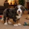 mini bernedoodle puppy