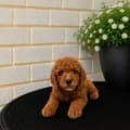 micro goldendoodle puppies near me