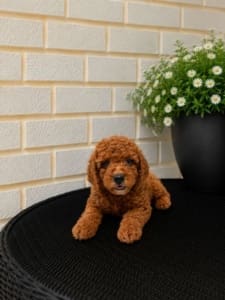 micro goldendoodle puppies near me
