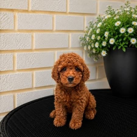 micro goldendoodle puppies