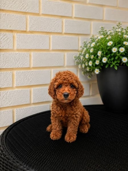 micro goldendoodle puppies