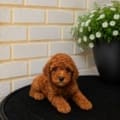 micro mini goldendoodle puppy