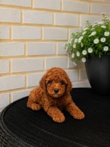 micro mini goldendoodle puppy