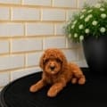micro mini goldendoodle