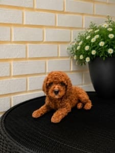 micro mini goldendoodle