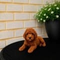 micro doodle puppy for sale