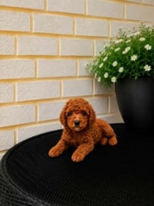 micro doodle puppy for sale