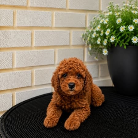 micro mini goldendoodle