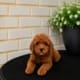 micro mini goldendoodle