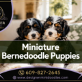 Professional () editorial hero image with 'Miniature Bernedoodle Puppies' in crisp white on a semi-transparent dark green
